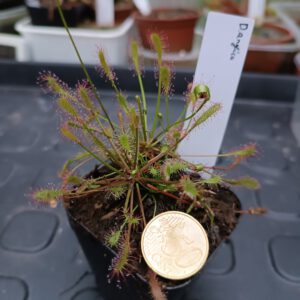 Drosera anglica
