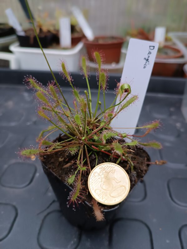 Drosera anglica