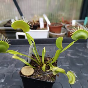 Dionaea muscipula heterophylla
