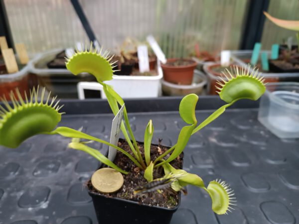 Dionaea muscipula heterophylla