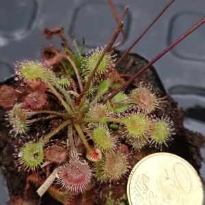 Drosra rotundifolia