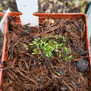 Utricularia minutissima