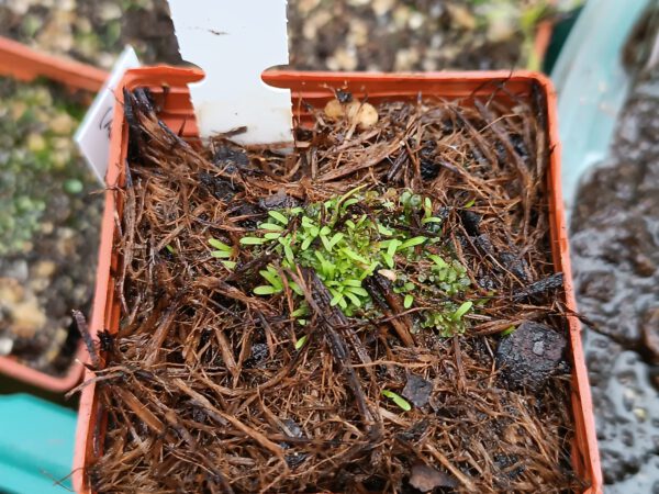 Utricularia minutissima