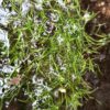 Utricularia cornuta
