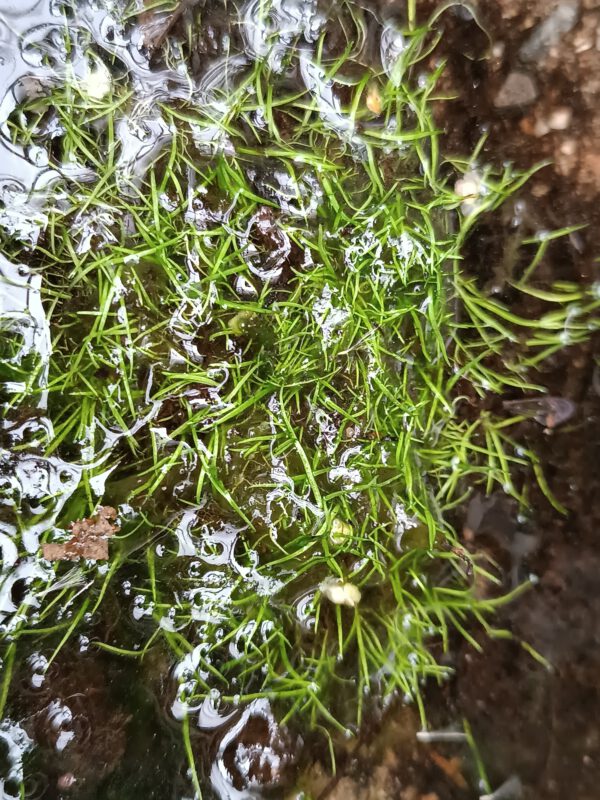 Utricularia cornuta