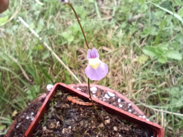 Utricularia welwitschii Blüte