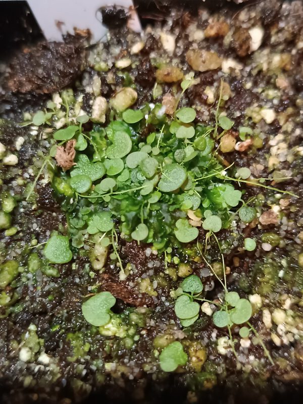 Utricularia nephrophylla white flower