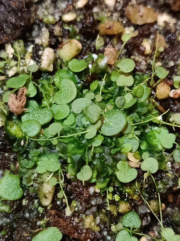Utricularia nephrophylla white flower