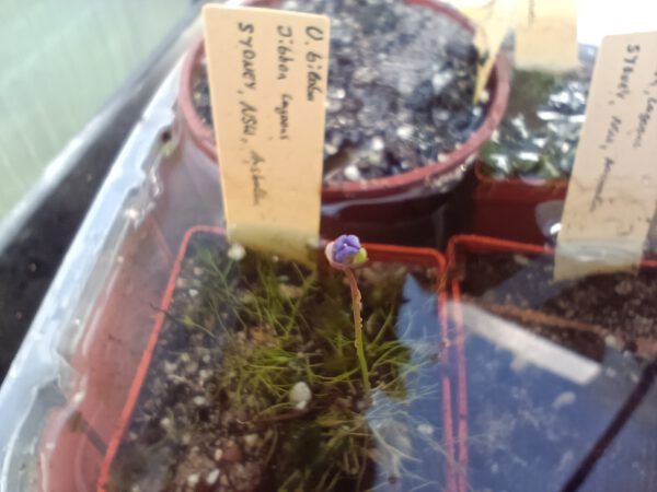 Utricularia biloba