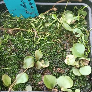 Utricularia Spezies Mix P.999.8