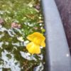 Utricularia gibba
