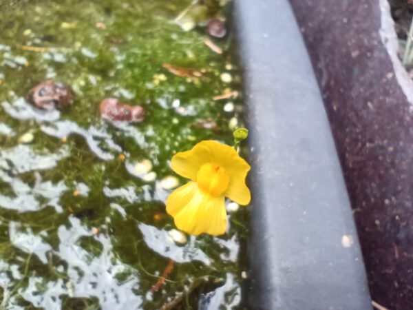 Utricularia gibba
