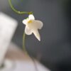Utricularia amethystina_Blüte