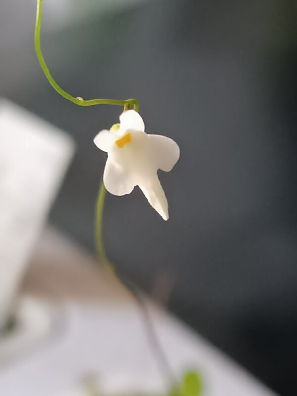 Utricularia amethystina_Blüte