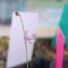 Utricularia lateriflora Utricularia lateriflora