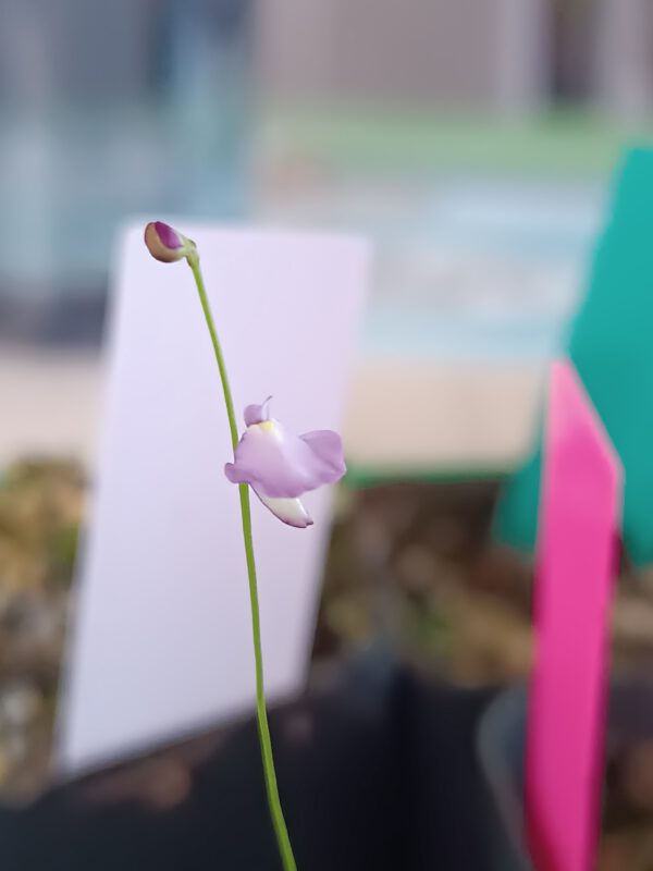 Utricularia lateriflora Utricularia lateriflora