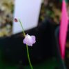 Utricularia lateriflora Utricularia lateriflora