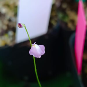 Utricularia lateriflora