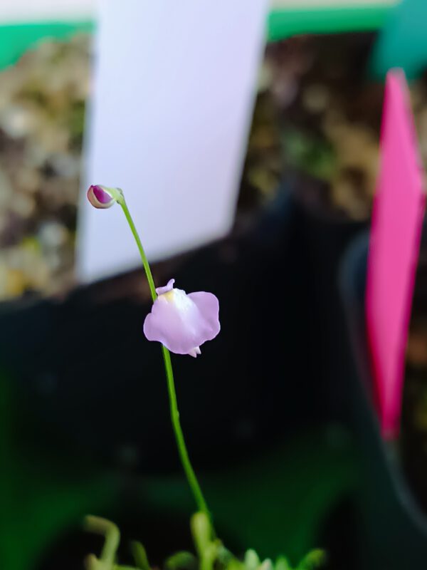 Utricularia lateriflora Utricularia lateriflora
