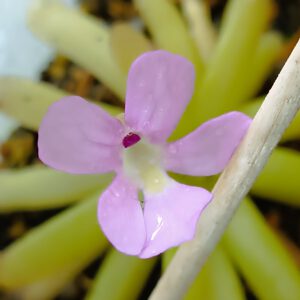 Pinguicula gracilis x moctezumae