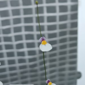 Utricularia parthenopipes Blüte