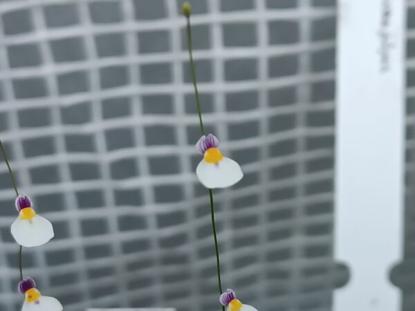 Utricularia parthenopipes Blüte