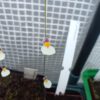 Utricularia parthenopipes Blüte