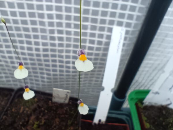 Utricularia parthenopipes Blüte
