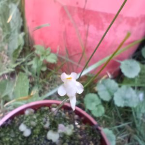 Utricularia amethystina 'white flower'