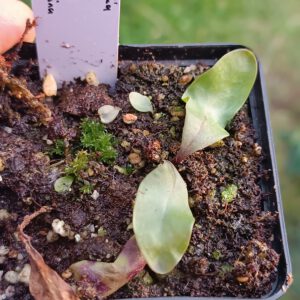 Utricularia longifolia Chapada Diamantina