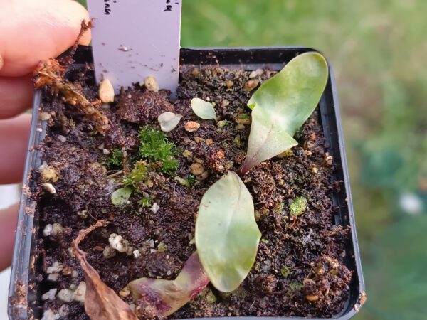 Utricularia longifolia Chapada Diamantina