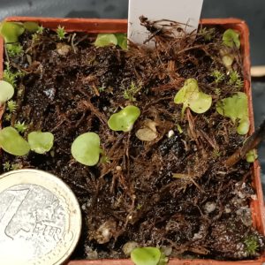 Utricularia tricolor