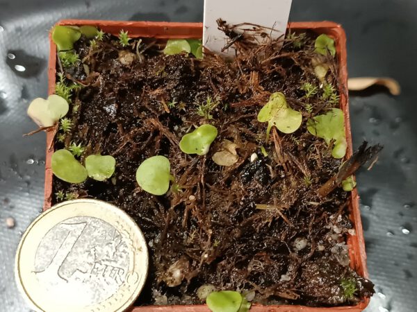 Utricularia tricolor