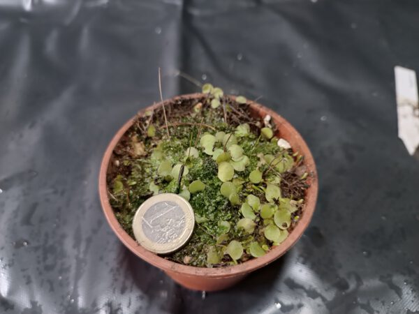 Utricularia amethystina 'white flower'