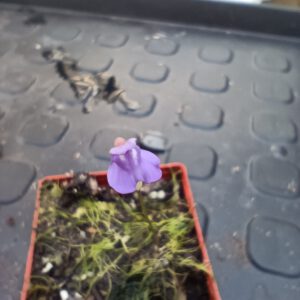 Utricularia biloba blüte