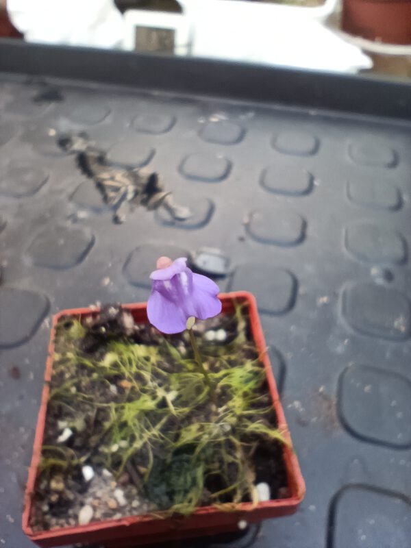 Utricularia biloba blüte