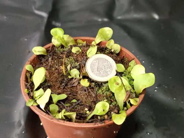 Utricularia calycifida Lavinia Whateley