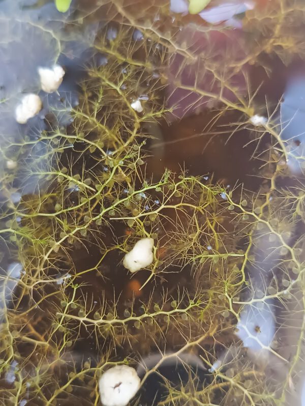 Utricularia gibba Utricularia gibba