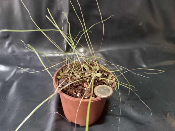 Utricularia praelonga