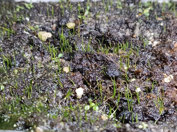 Utricularia resupinata Utricularia resupinata