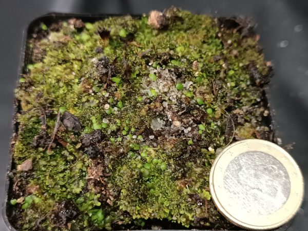 Utricularia uniflora