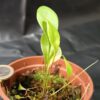 Utricularia x Nüdlinger Flair`