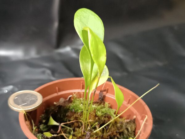 Utricularia x Nüdlinger Flair`