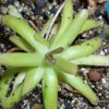 p. gracilis x moctezumae Pinguicula gracilis x moctezumae