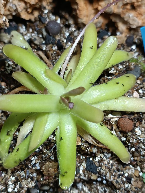 p. gracilis x moctezumae Pinguicula gracilis x moctezumae