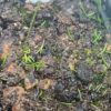 Utricularia parthenopipes