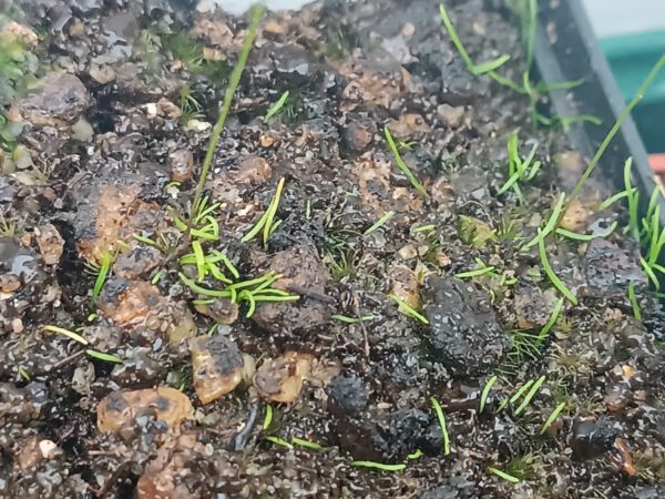 Utricularia parthenopipes