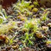 Drosera Serpens Jungpflanzen