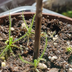 Drosera Serpens Jungpflanzen