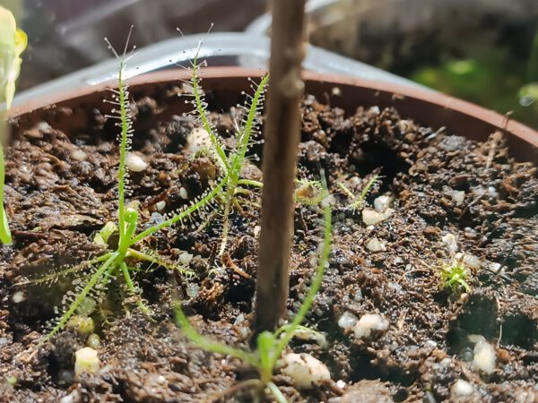 Drosera Serpens Jungpflanzen